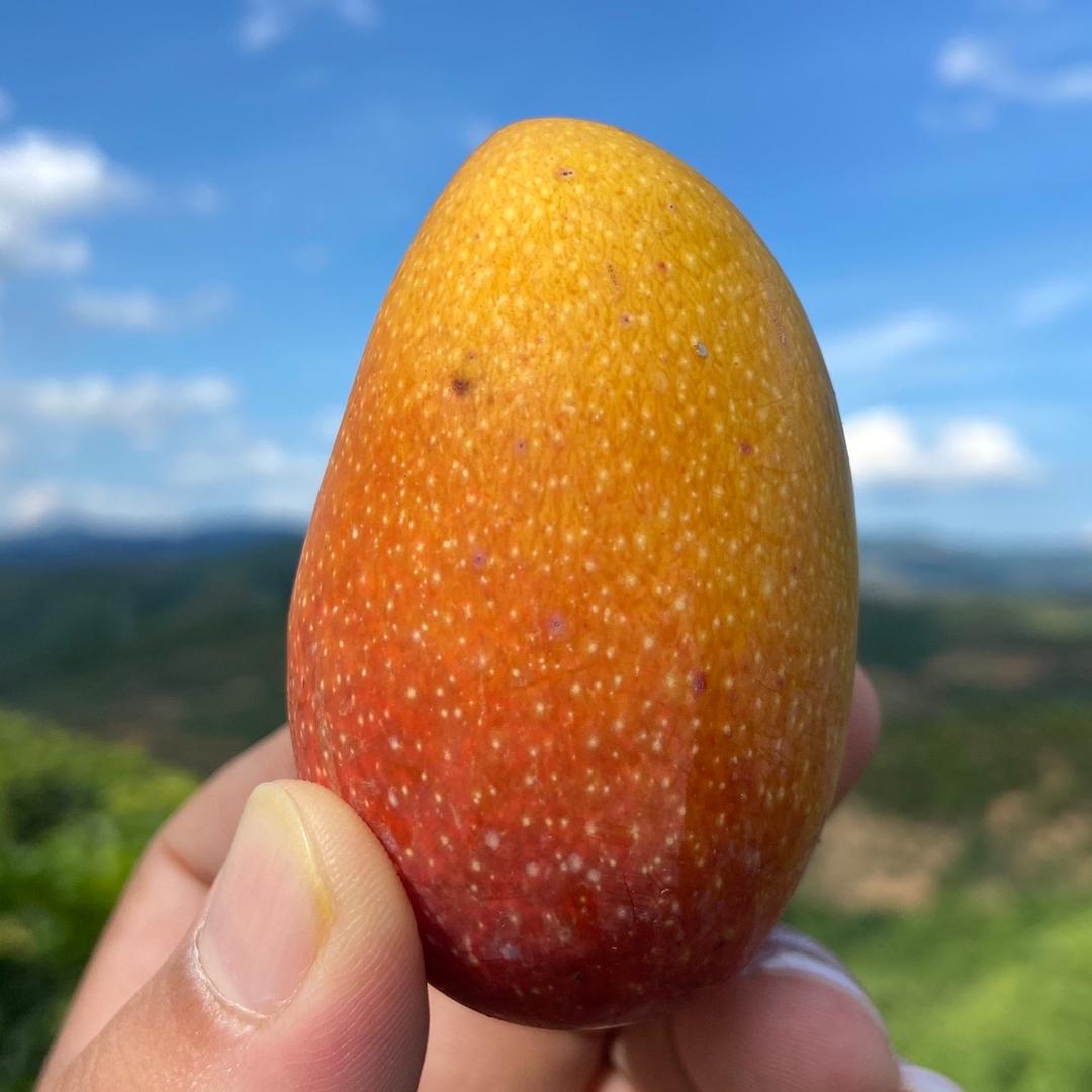 立早章的張