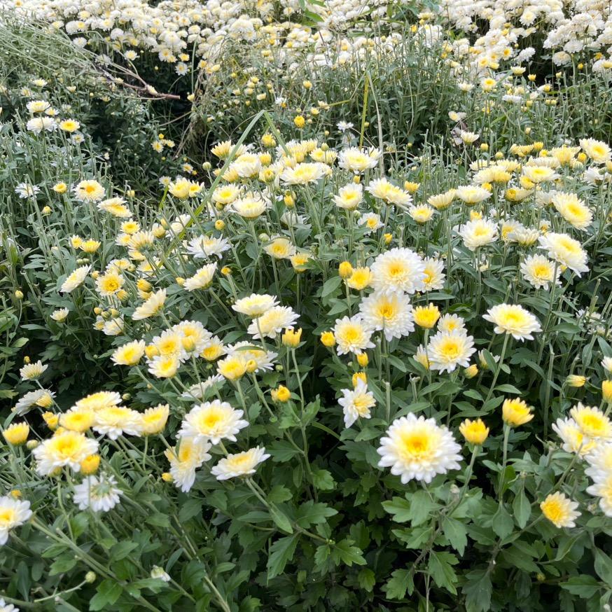 一个庸俗的女人👩