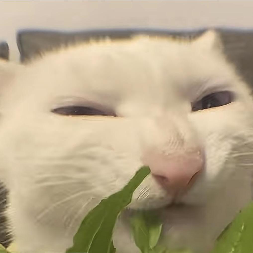 柳柳酒