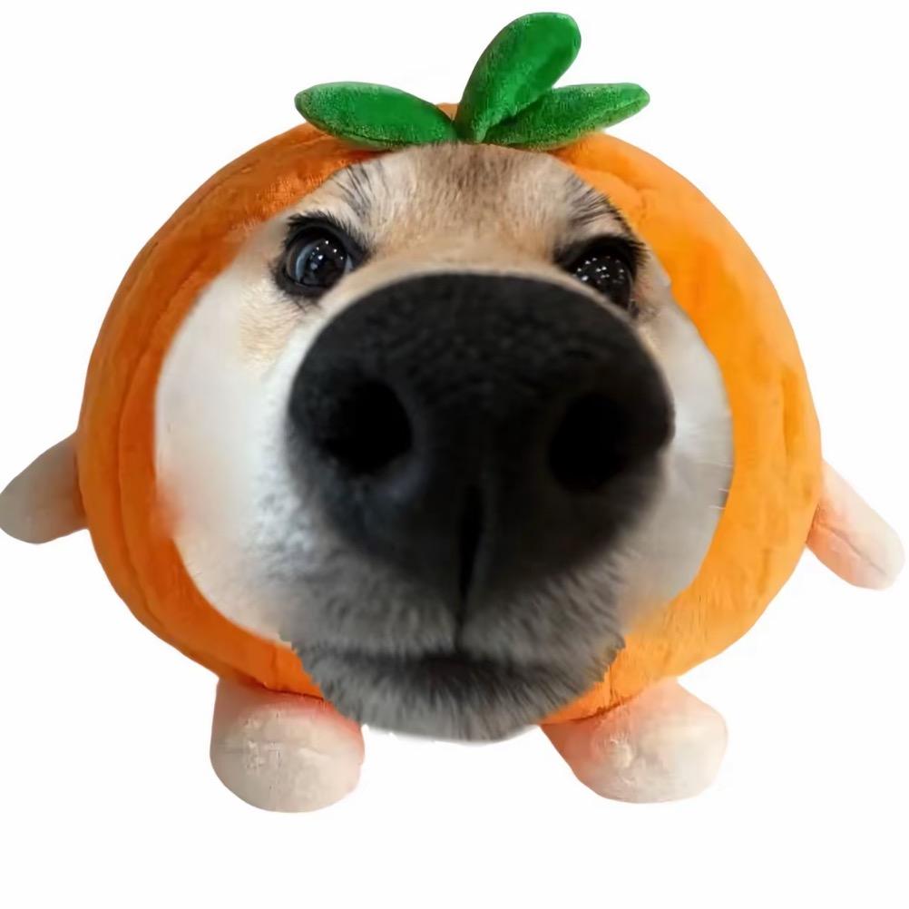泼忒兔