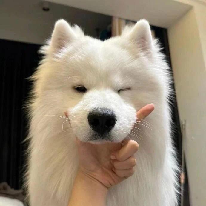 睡不醒的瞌睡😴