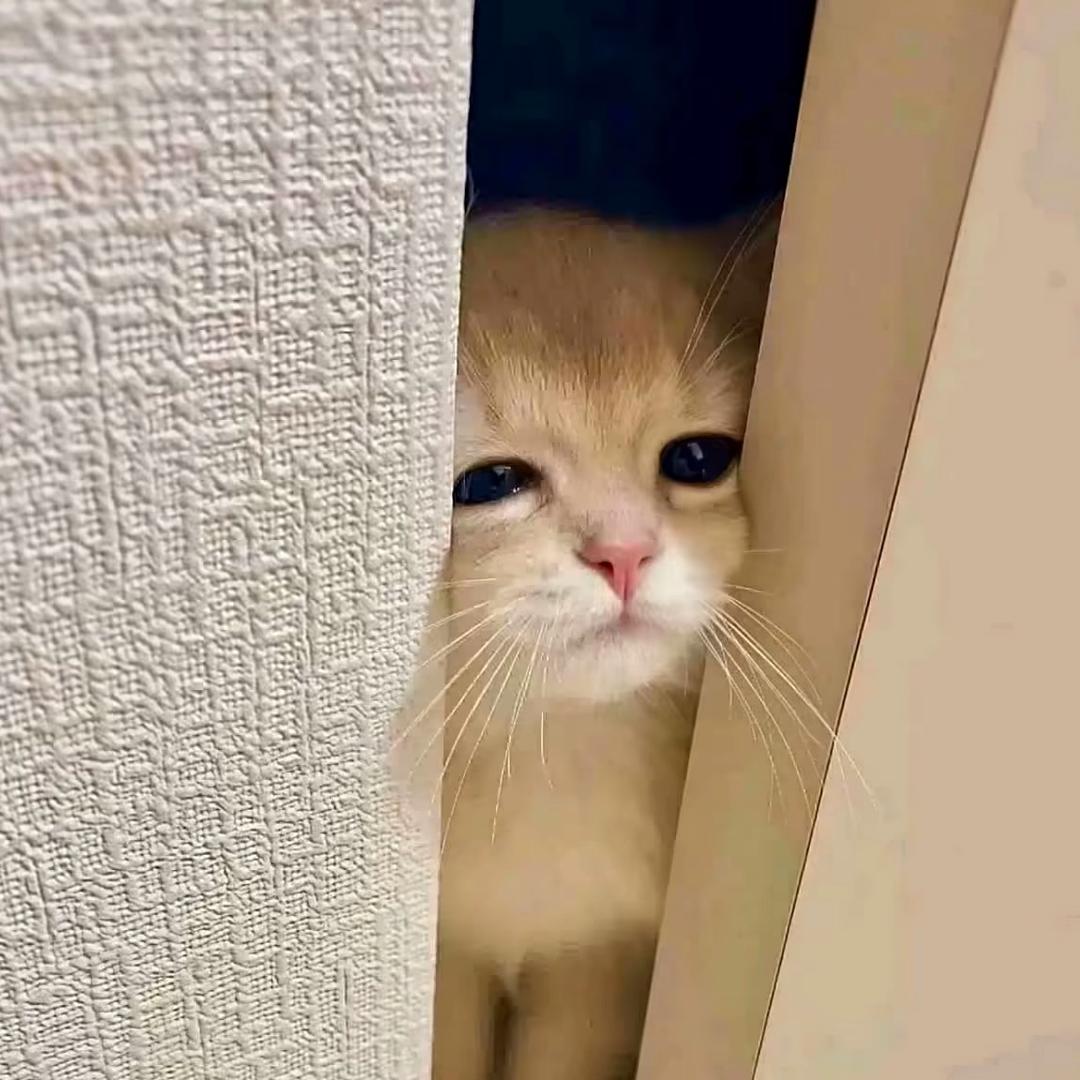 人傻嘴甜还可爱好骗