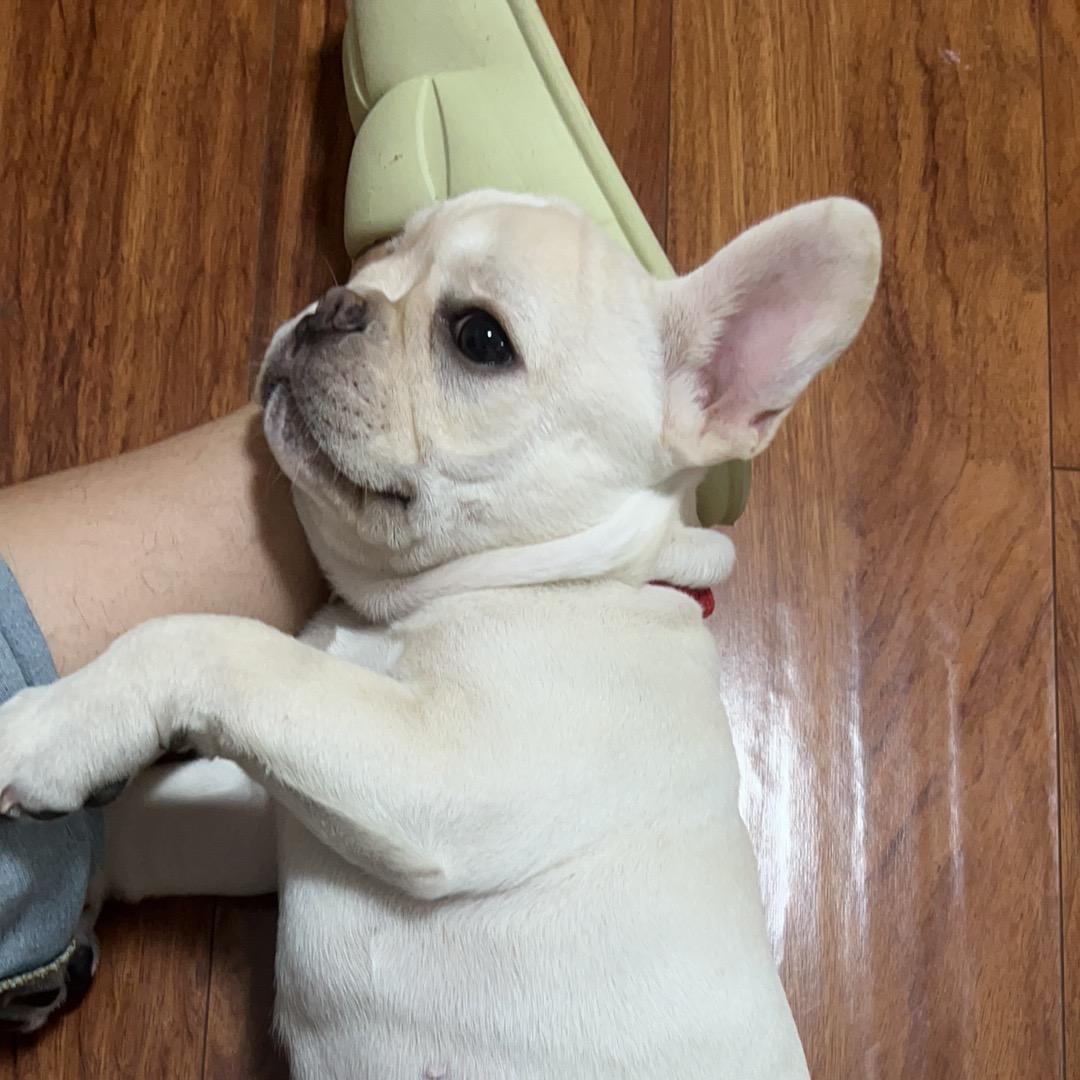 大鹅与小法斗😮‍💨