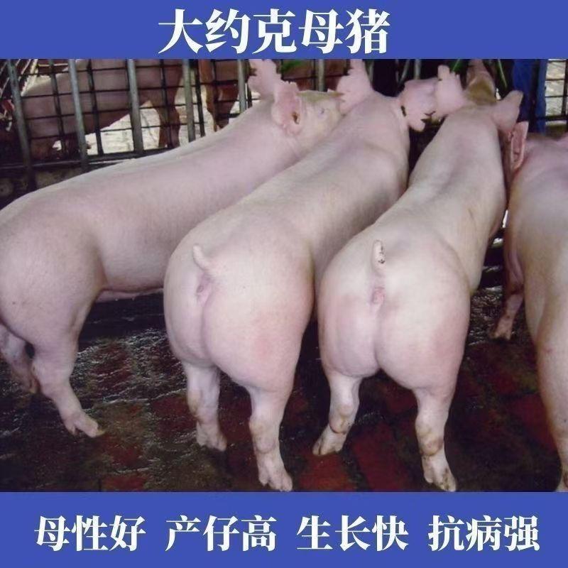 种猪 育肥猪养殖出售