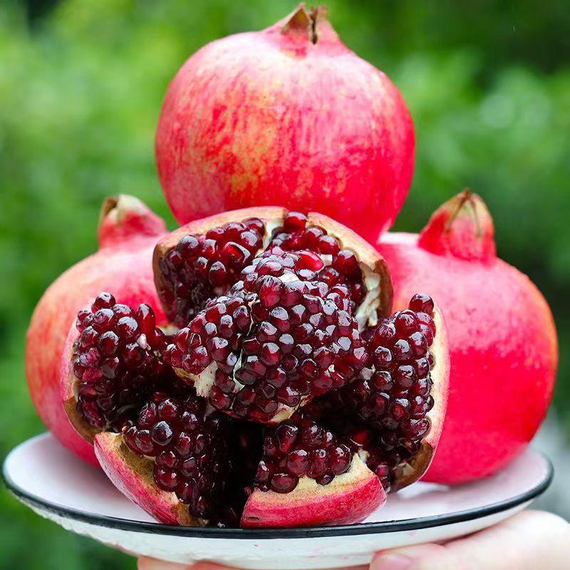 龙源果树苗木批发