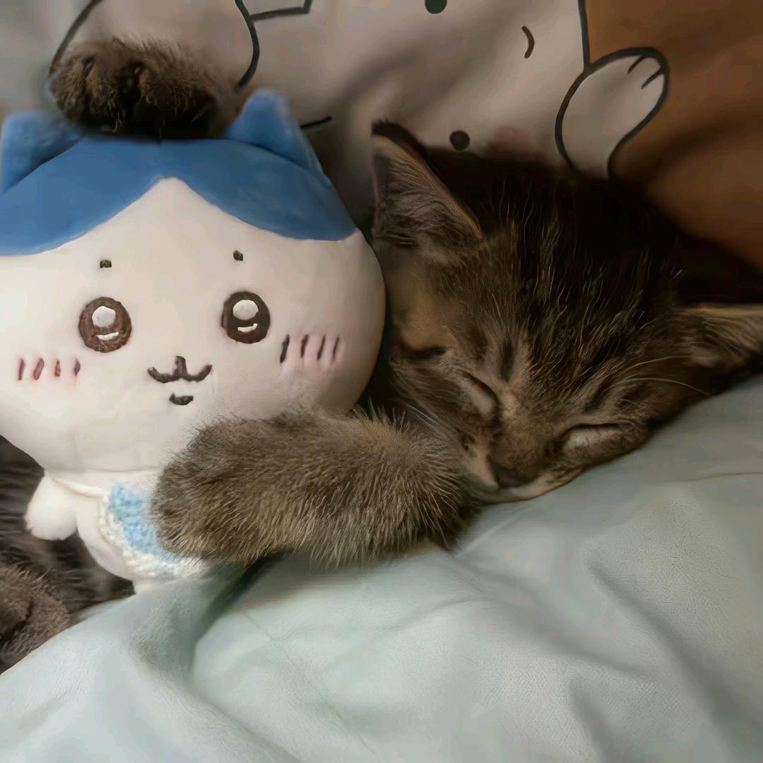 ㅤㅤ    卡卡