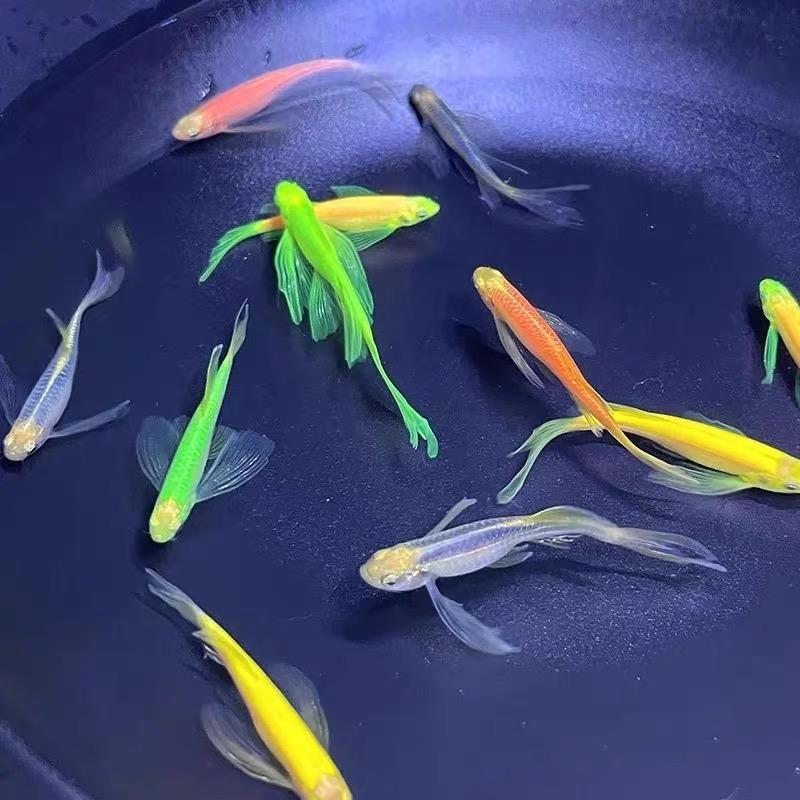 渊鱼水族