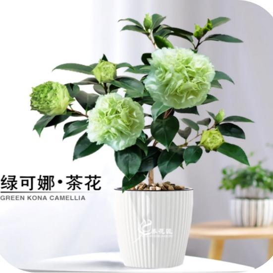 南方花卉养护
