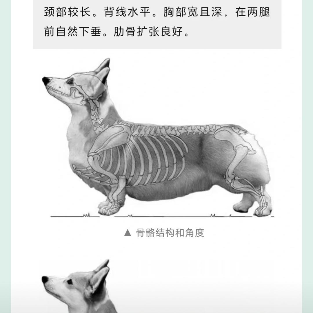 「柯基」发烧友