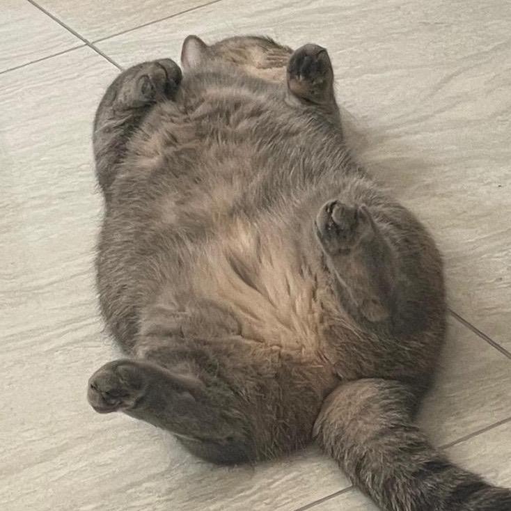 山猫BOB