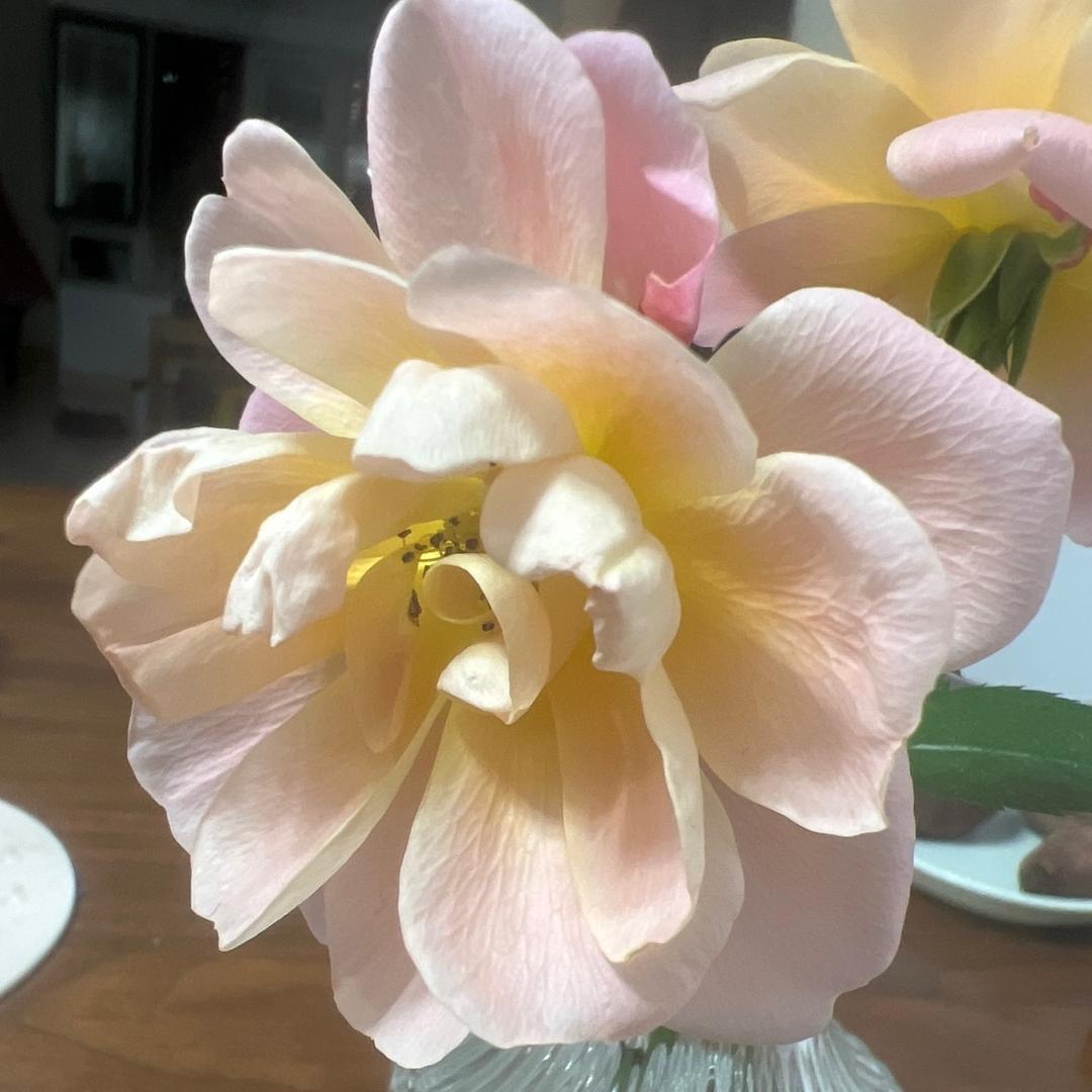 木木柳丁