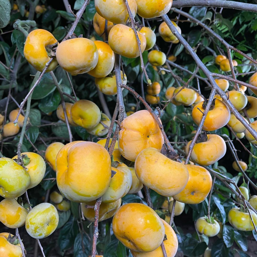 黄大叔卖自家果