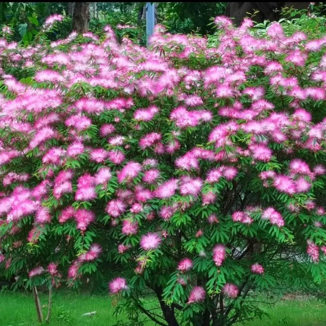 鸿宇花卉种植园