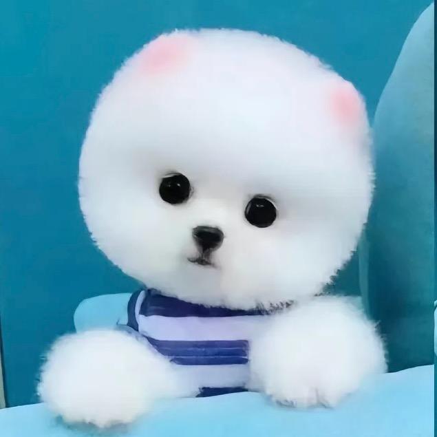 小刘说狗（诚信为本）