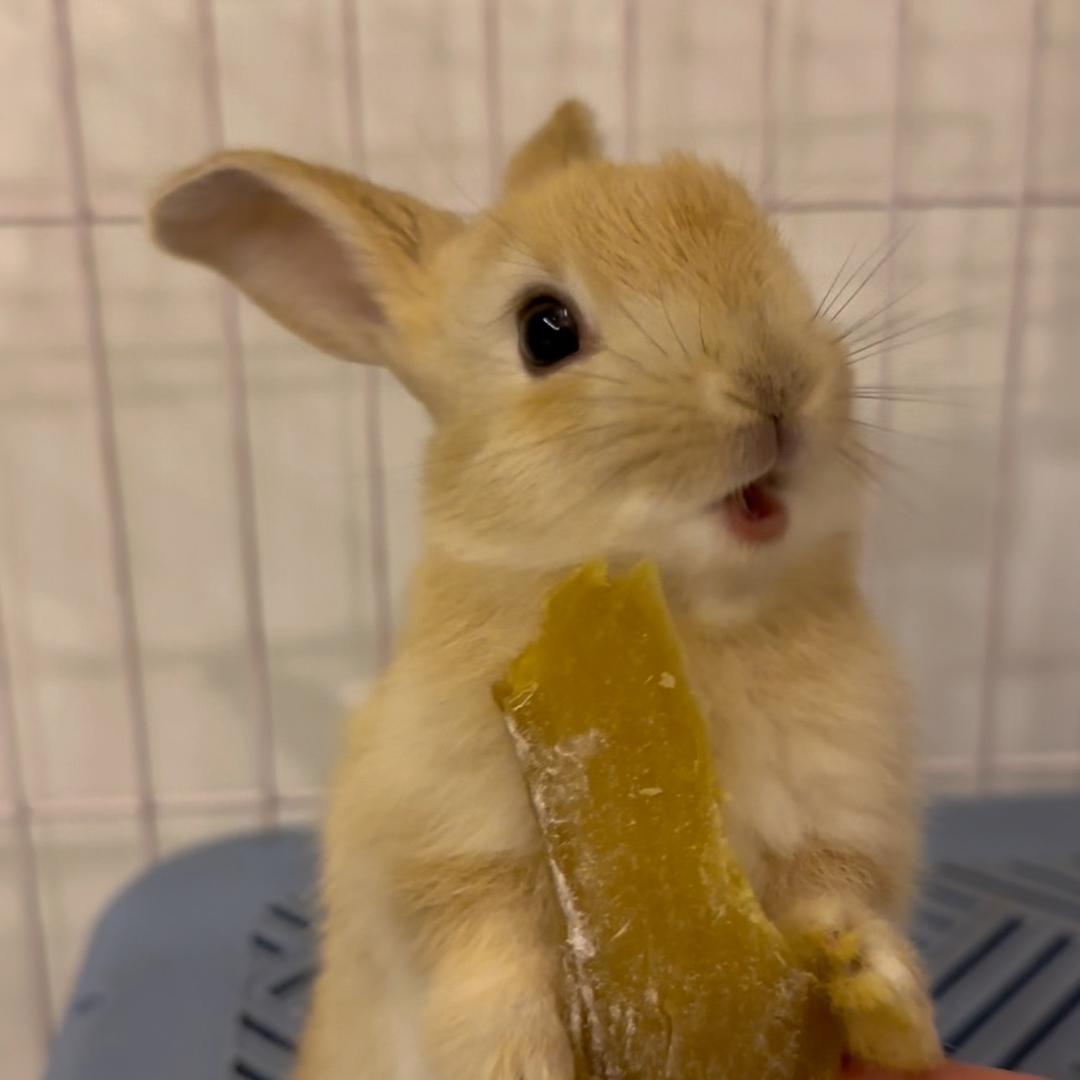 兔兔吃不饱🐰
