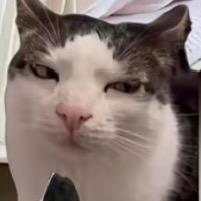 小猪的猫meme