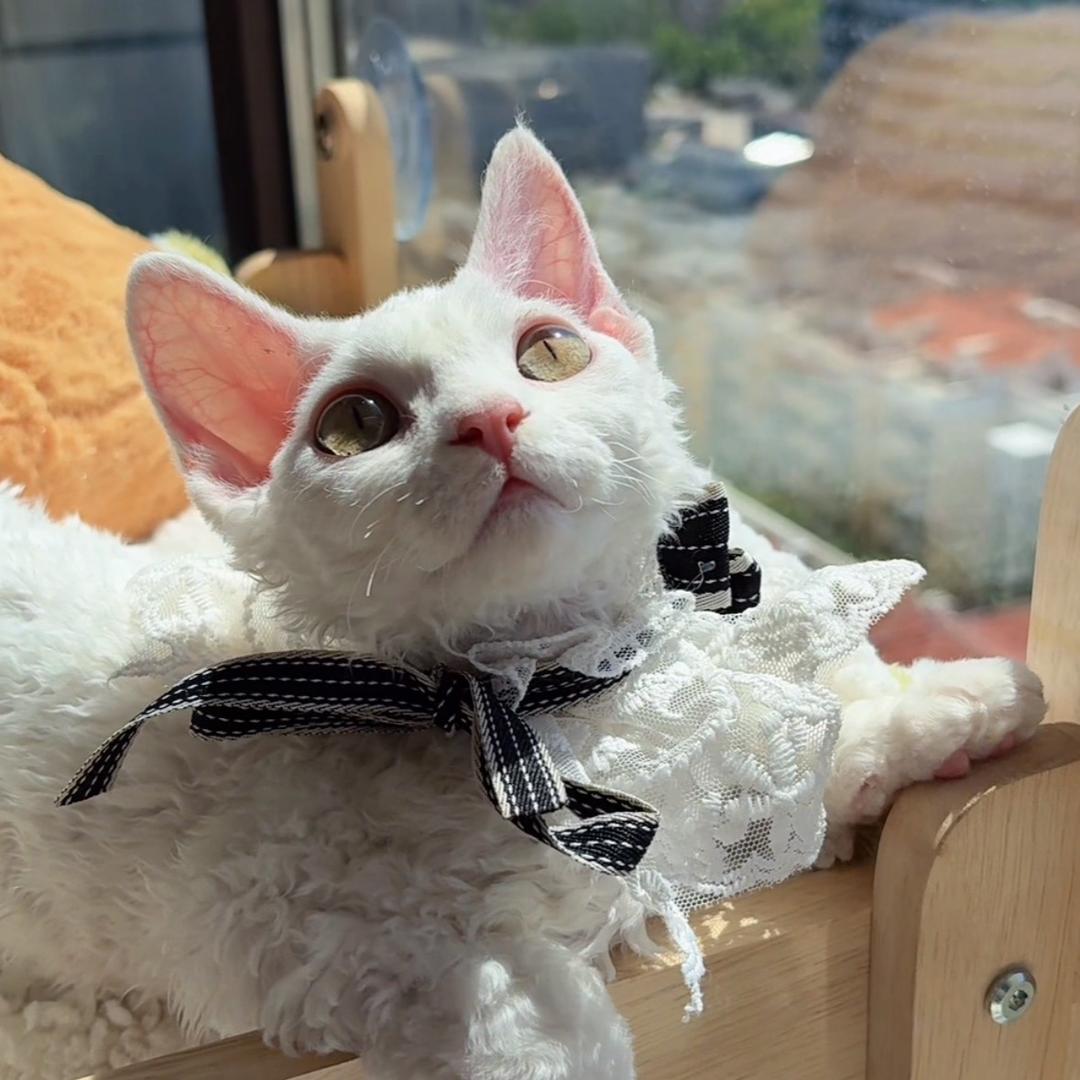 一只小团子