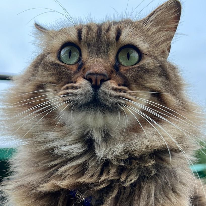 明仔团队（给流浪猫找家）@抖音