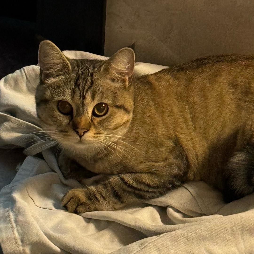 虎斑小旺财超可爱