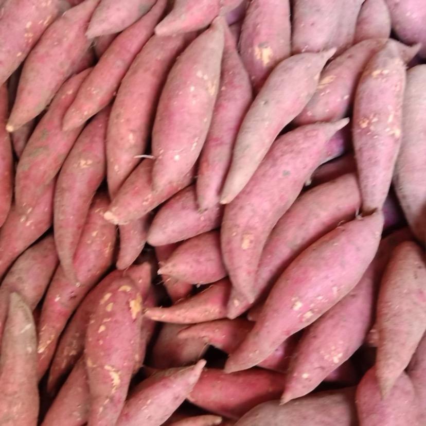 南宁隆安红薯批发