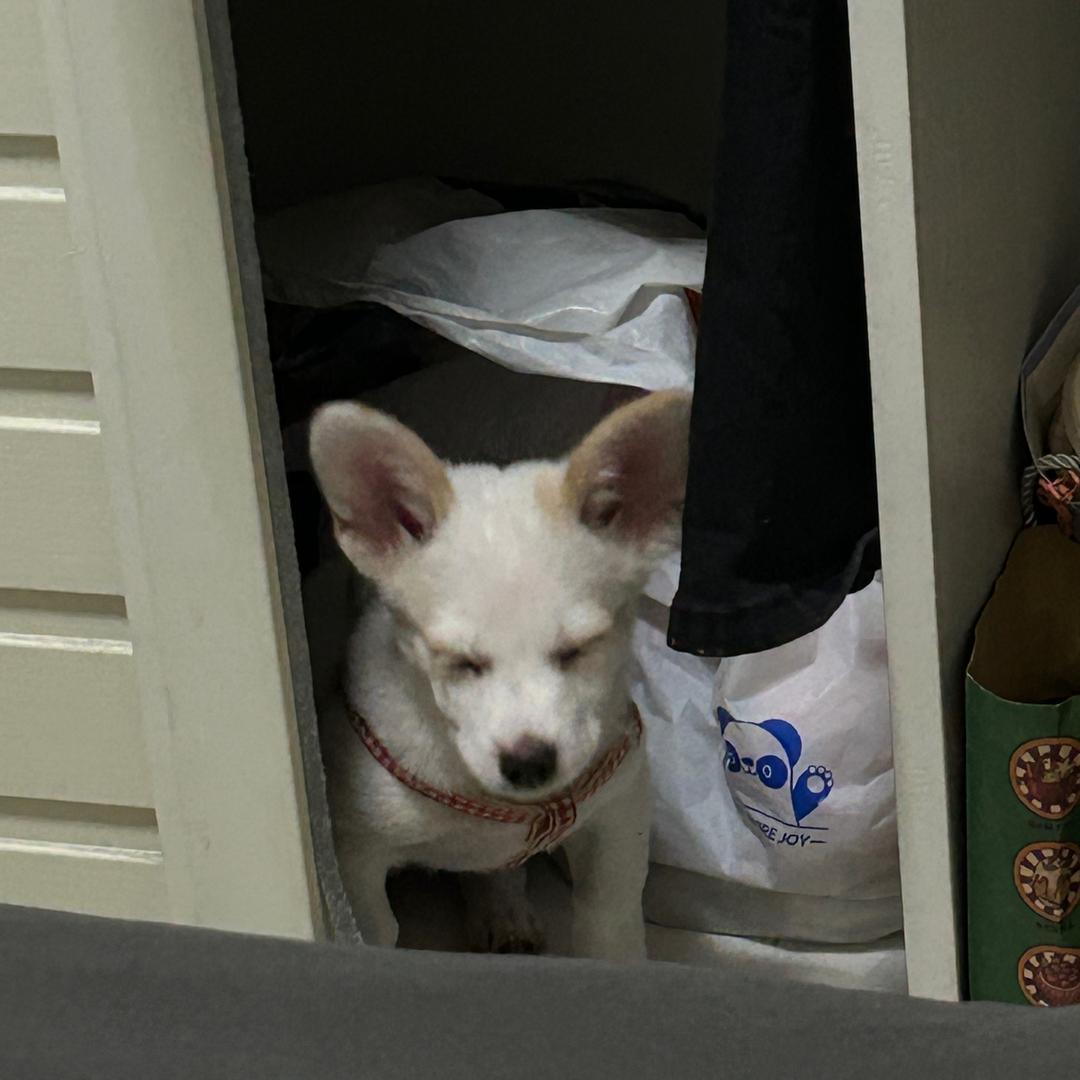 小狗说忘忘𝙯ᙆ