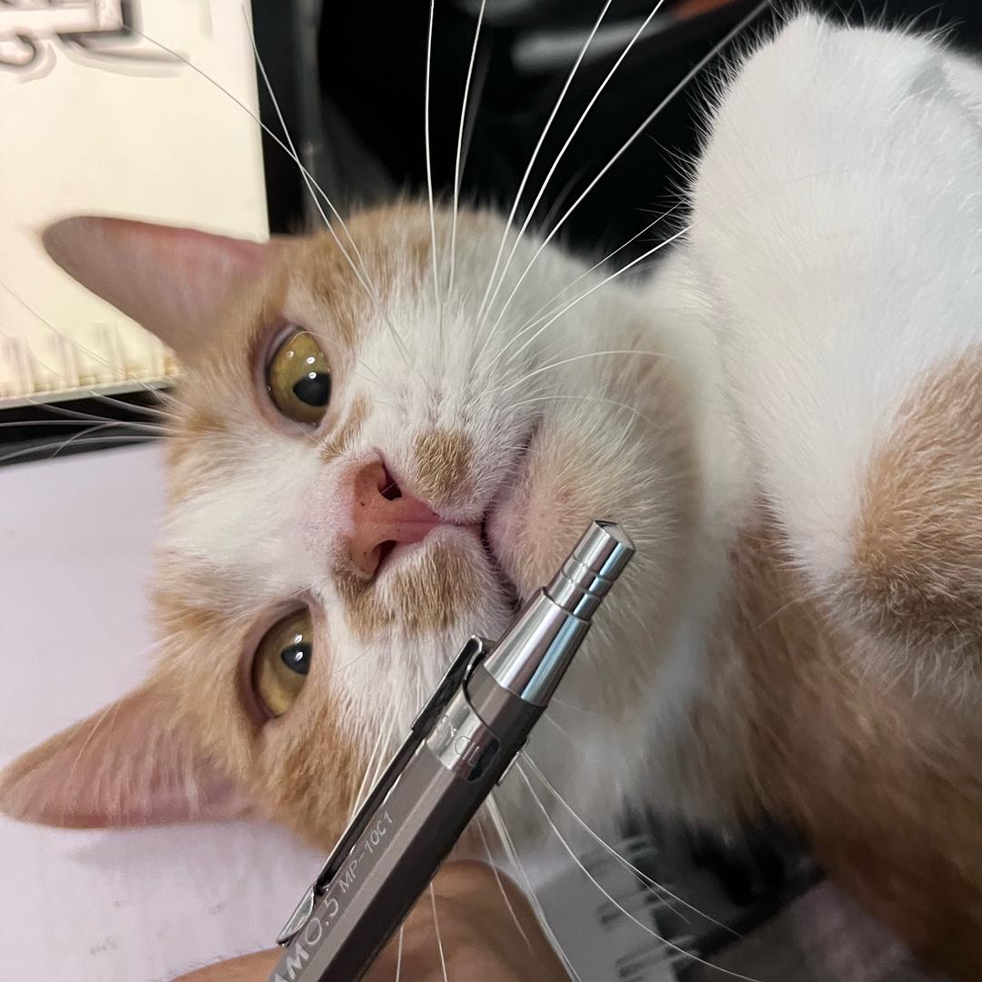狗毛