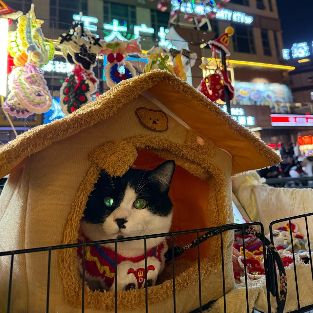 八筒喵