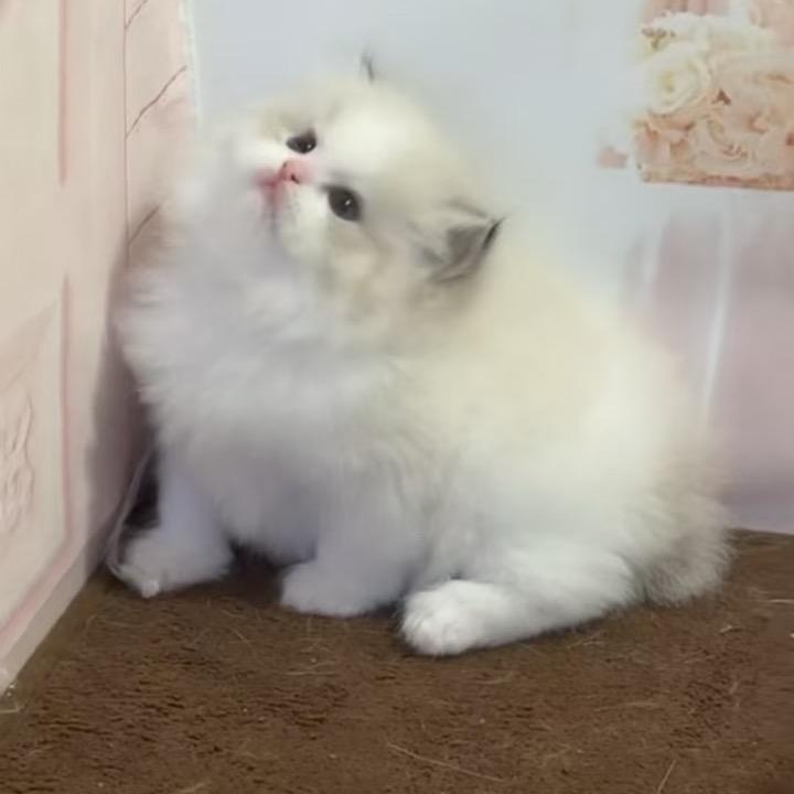 喵精灵