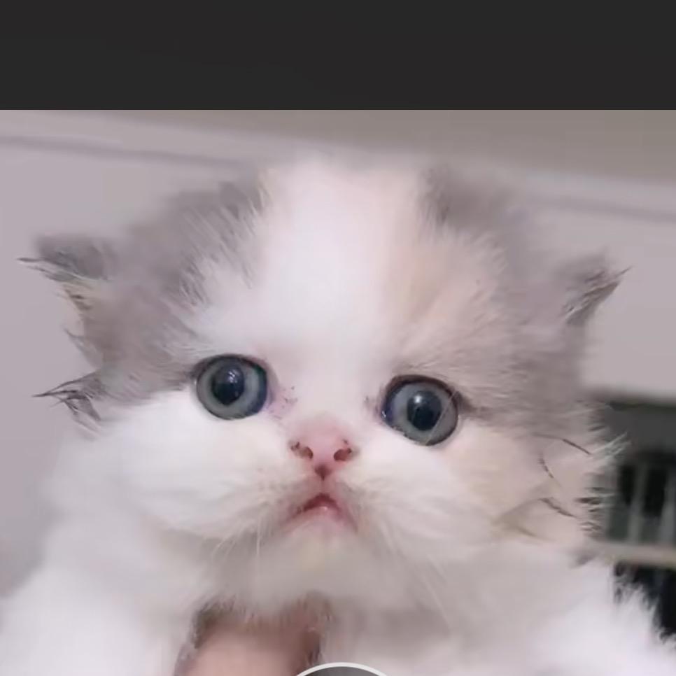 茂名哈皮宠物馆