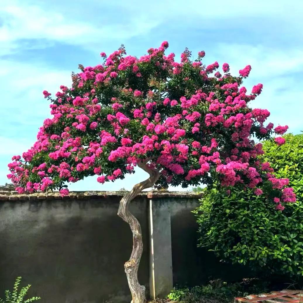 阿威高定轻奢女鞋