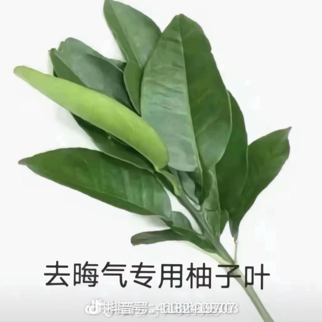 沉底版·卡其沙(Angela)🦢