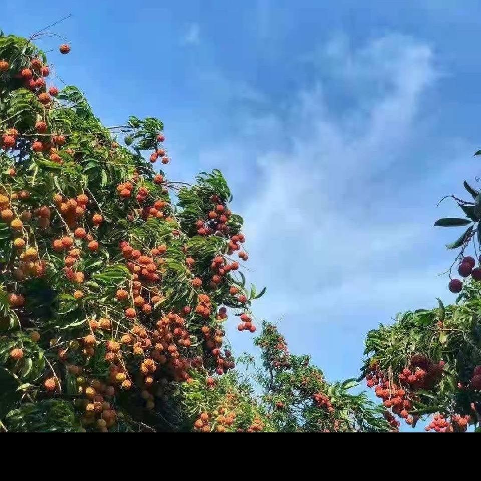合山乐园百年老树玉荷包荔枝