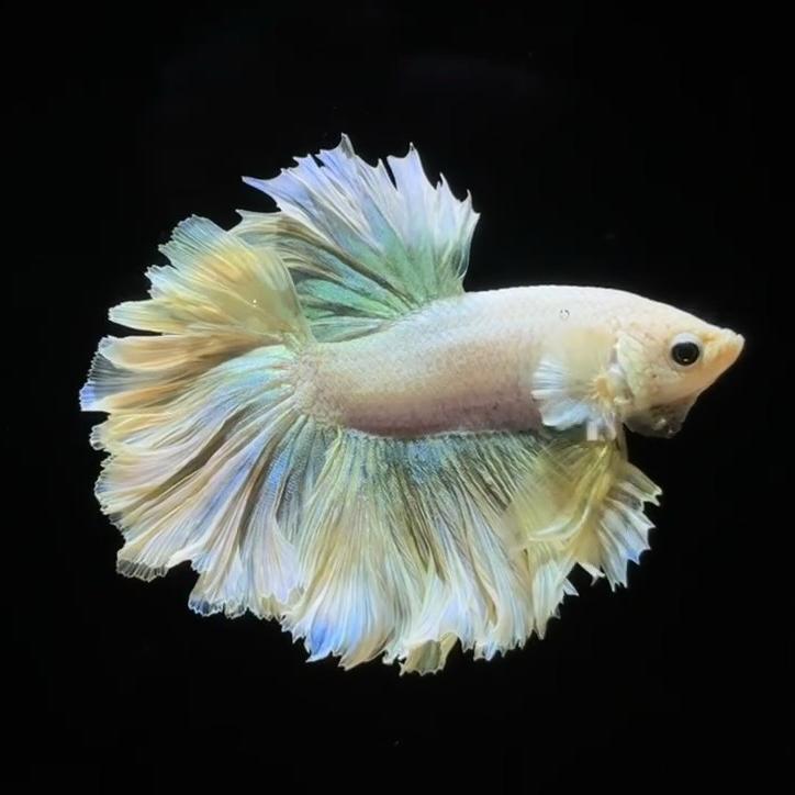 安安水族馆