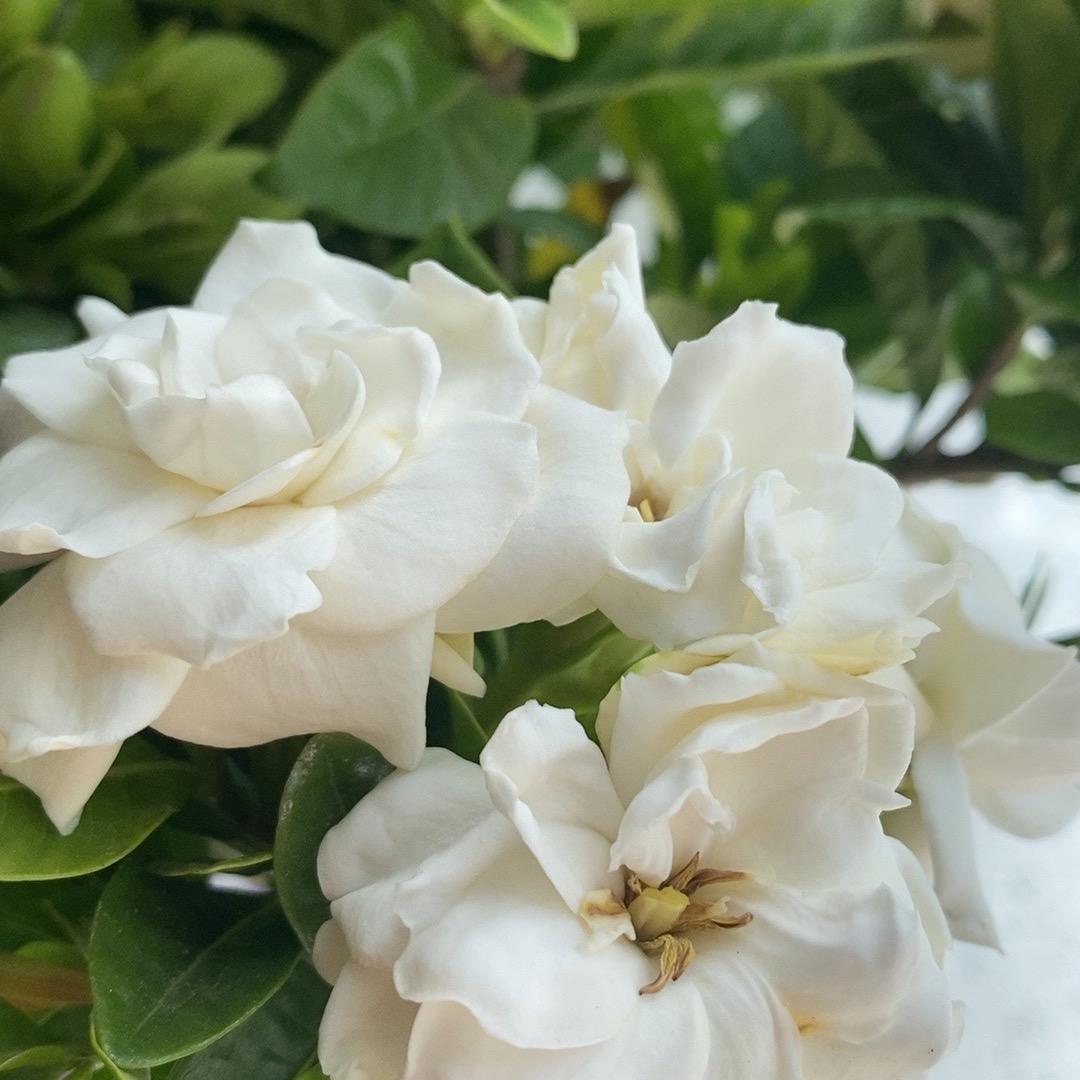 吹塑颗粒小娘子