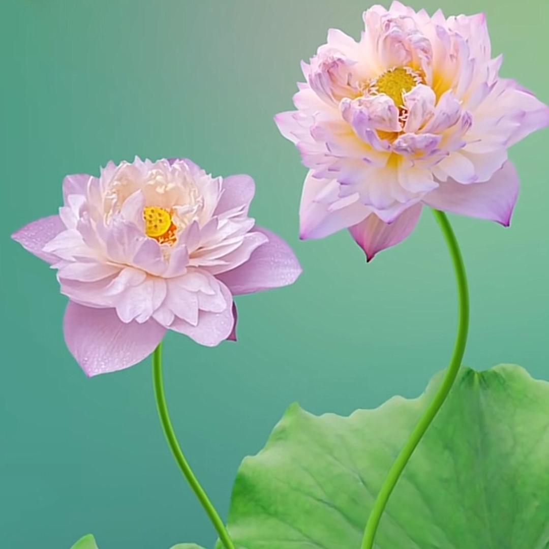 花开花落