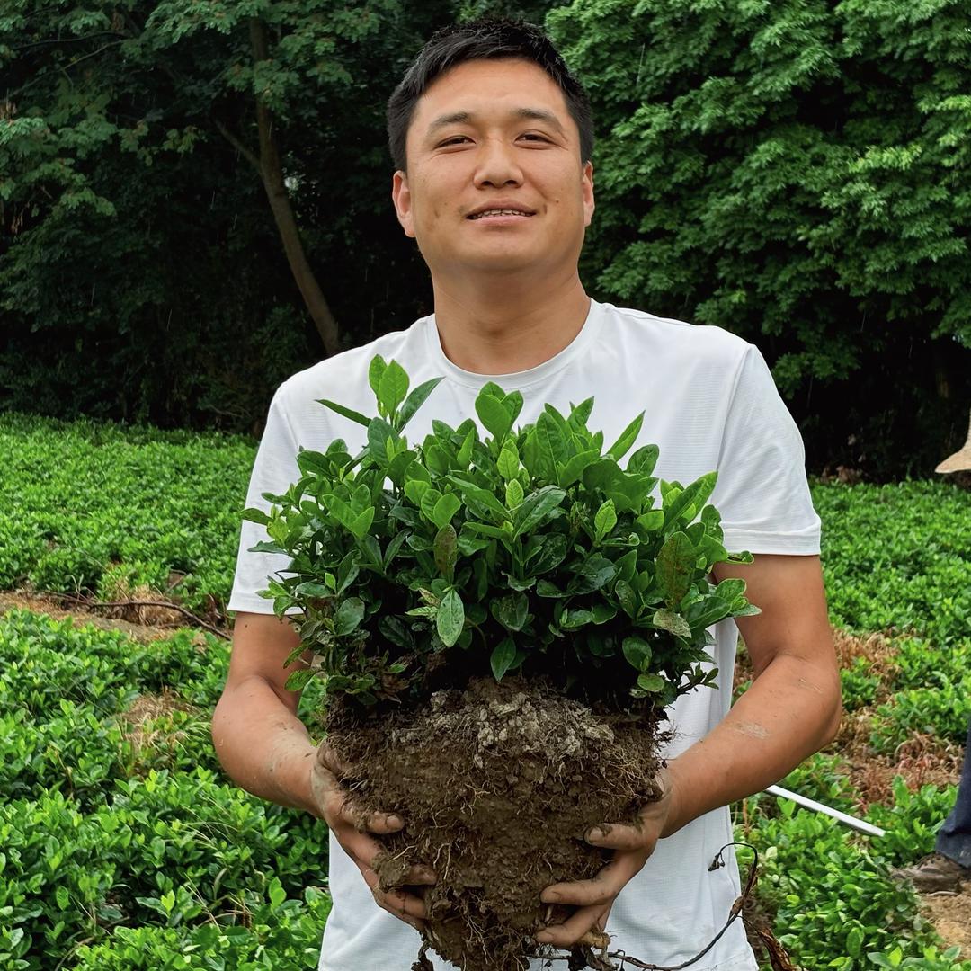 绿野栀子花