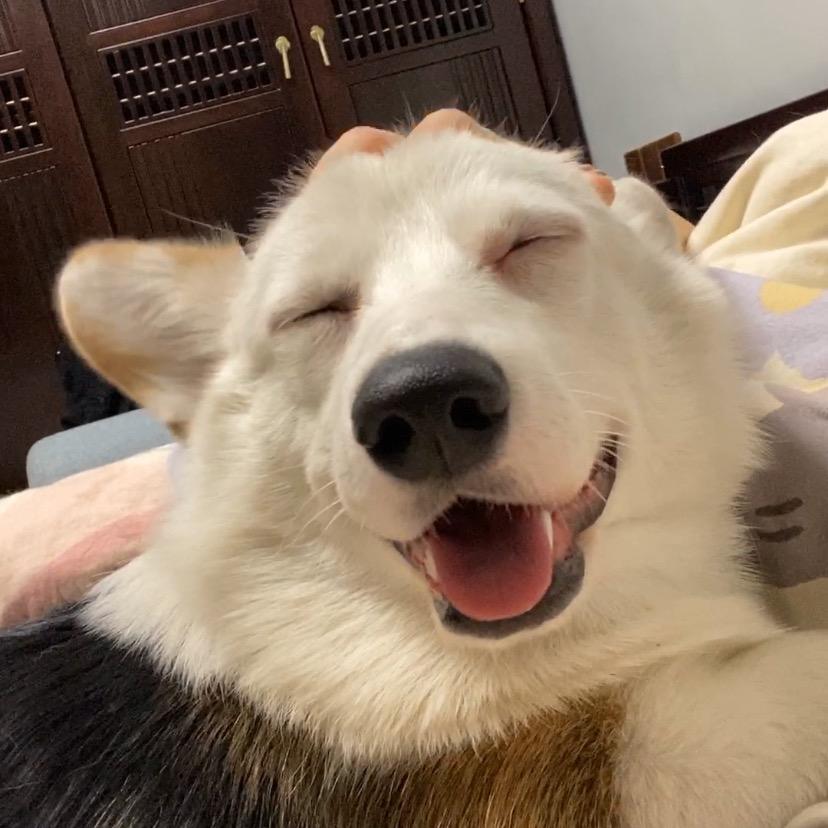 半拉柯基－金条