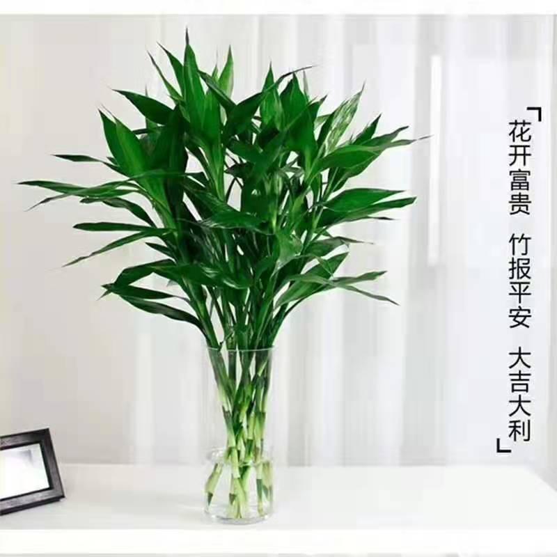 菊