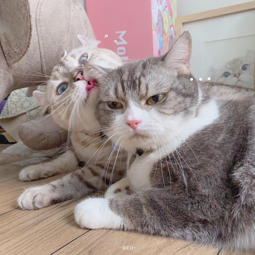 哈密瓜呱呱呱呱