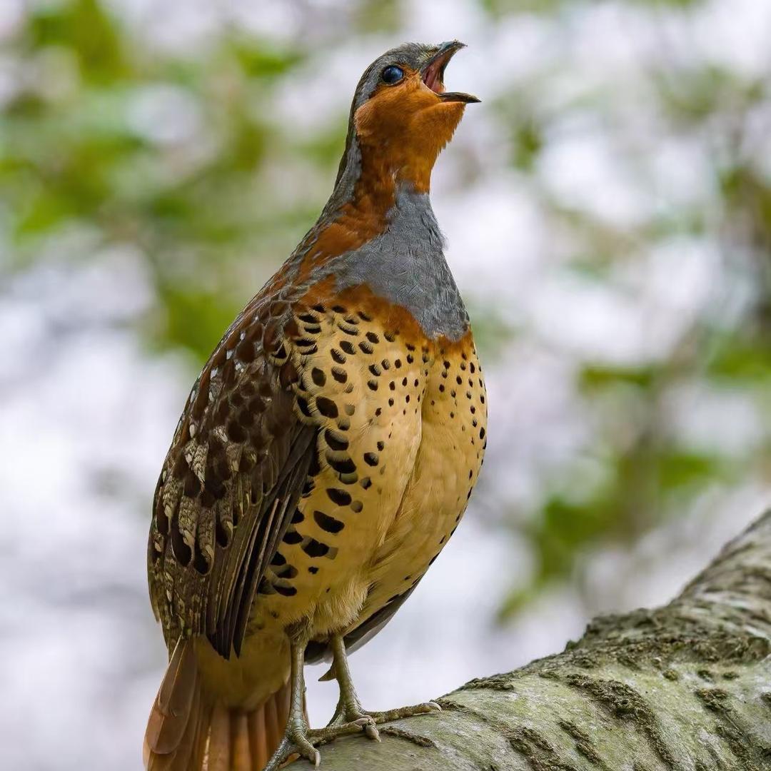 军哥户外【观察】