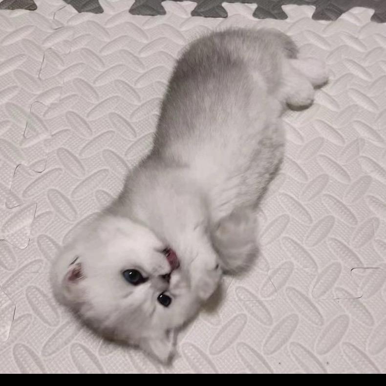TabbyGame