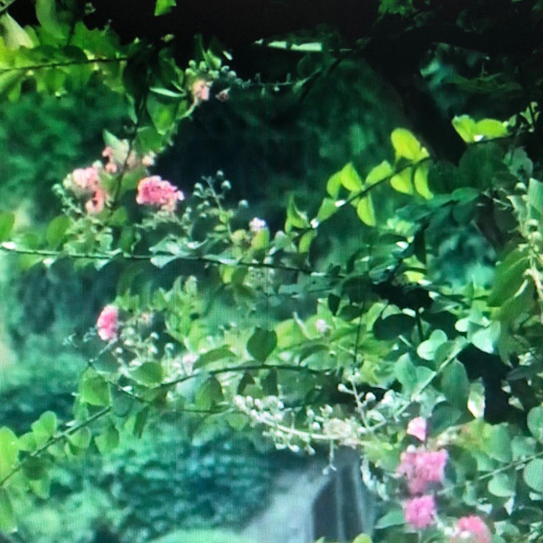 风诉千里