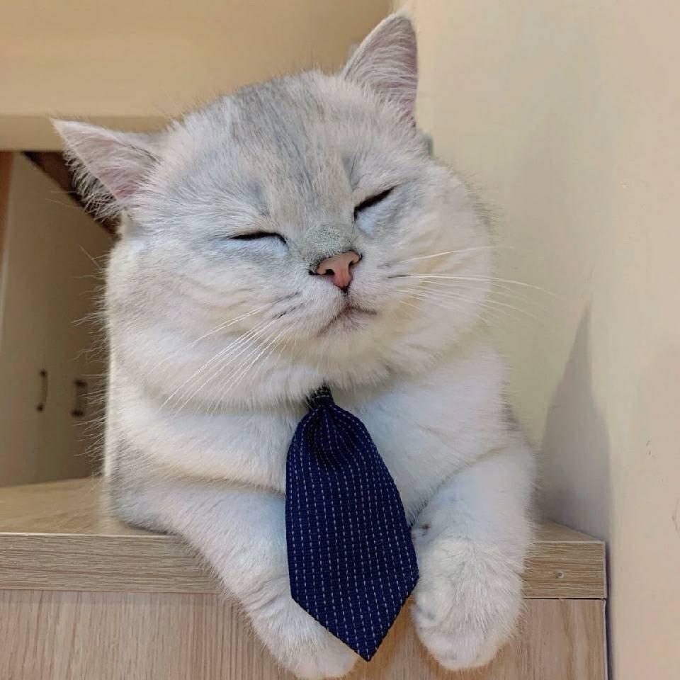 鹤行