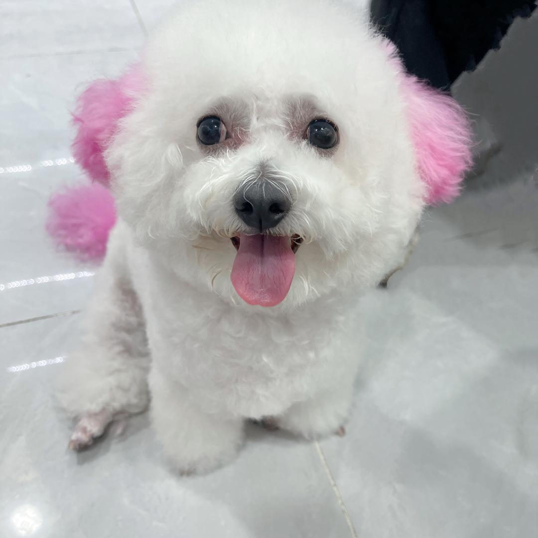 比熊奶茶妹妹