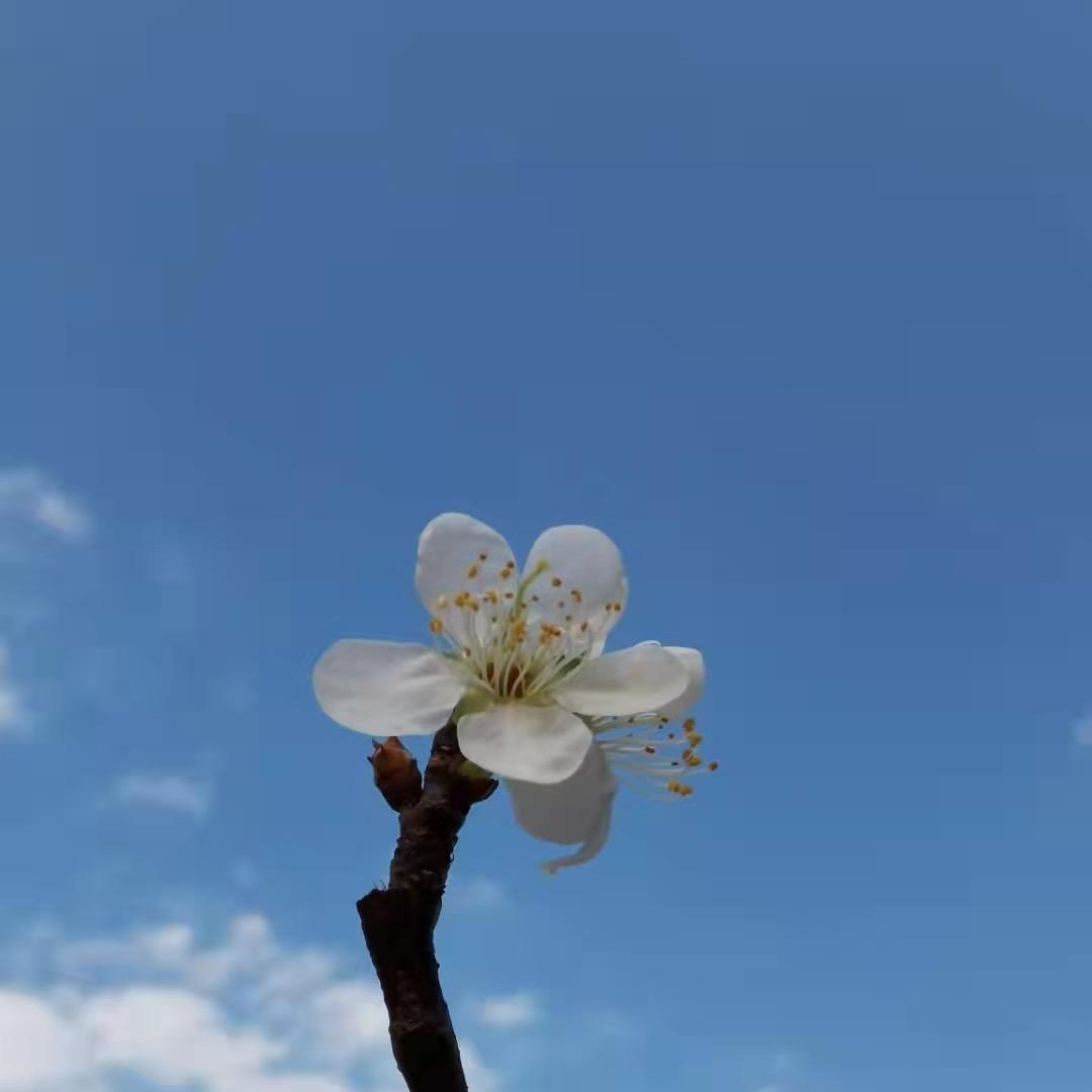 🐇兔子不吃萝卜