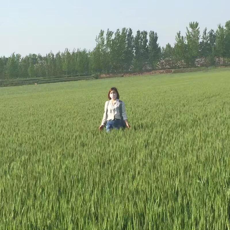 柘城金仓种业