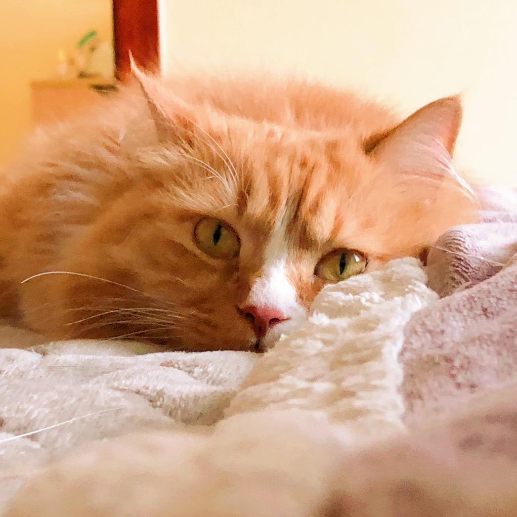 皮豆•皮豆🐱
