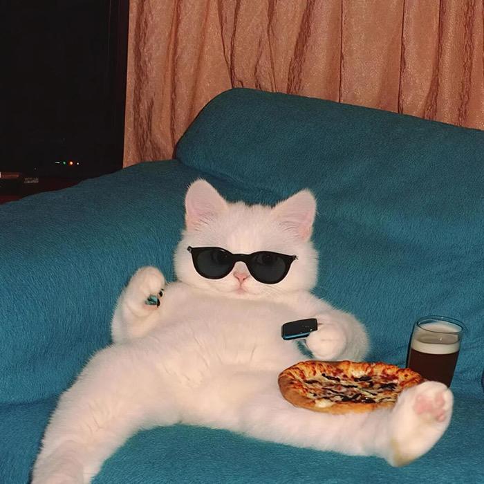 晒太阳的猫