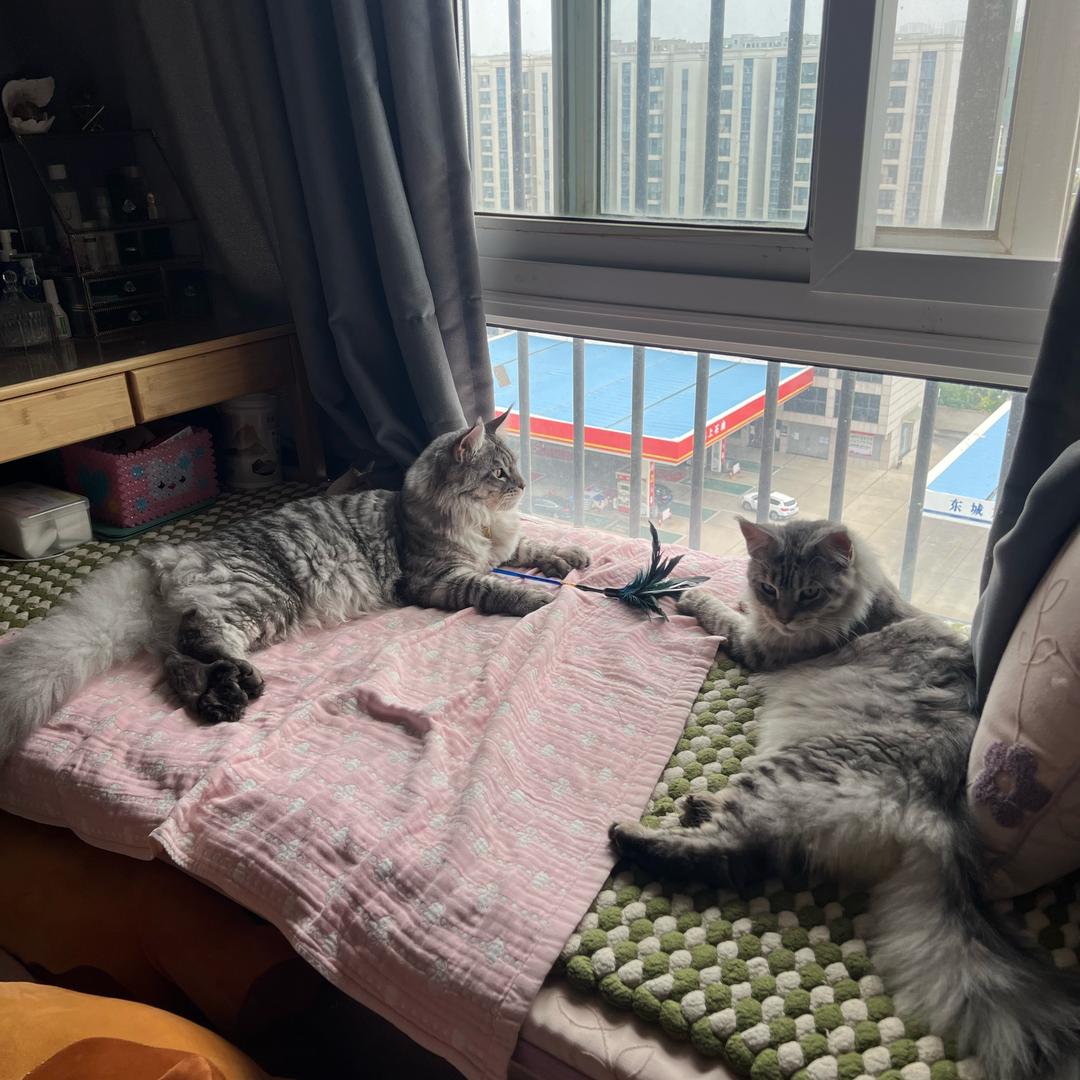 @缅因猫：小七🐱