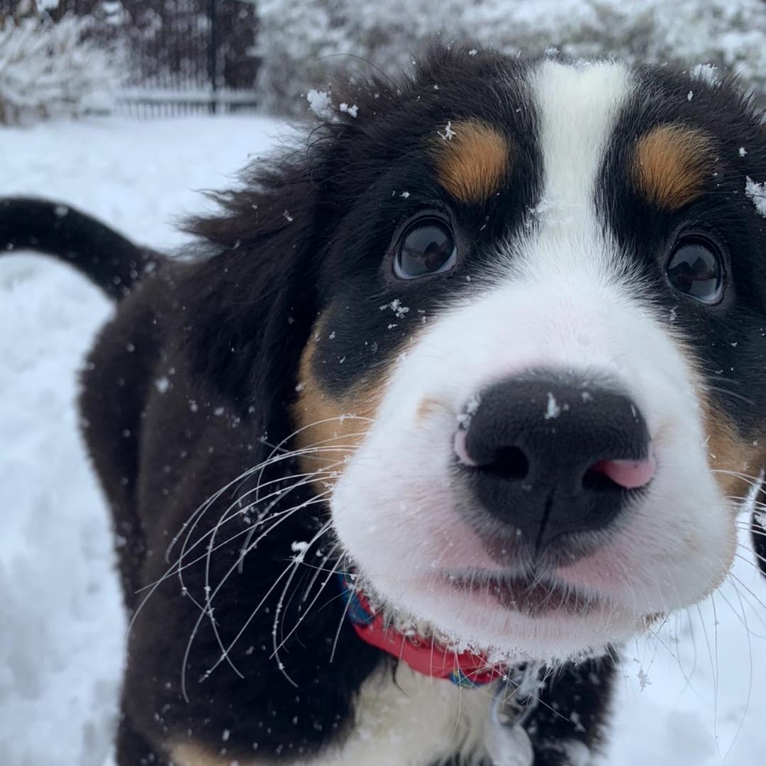 梧桐ᥫᩣ（我是栖夏）